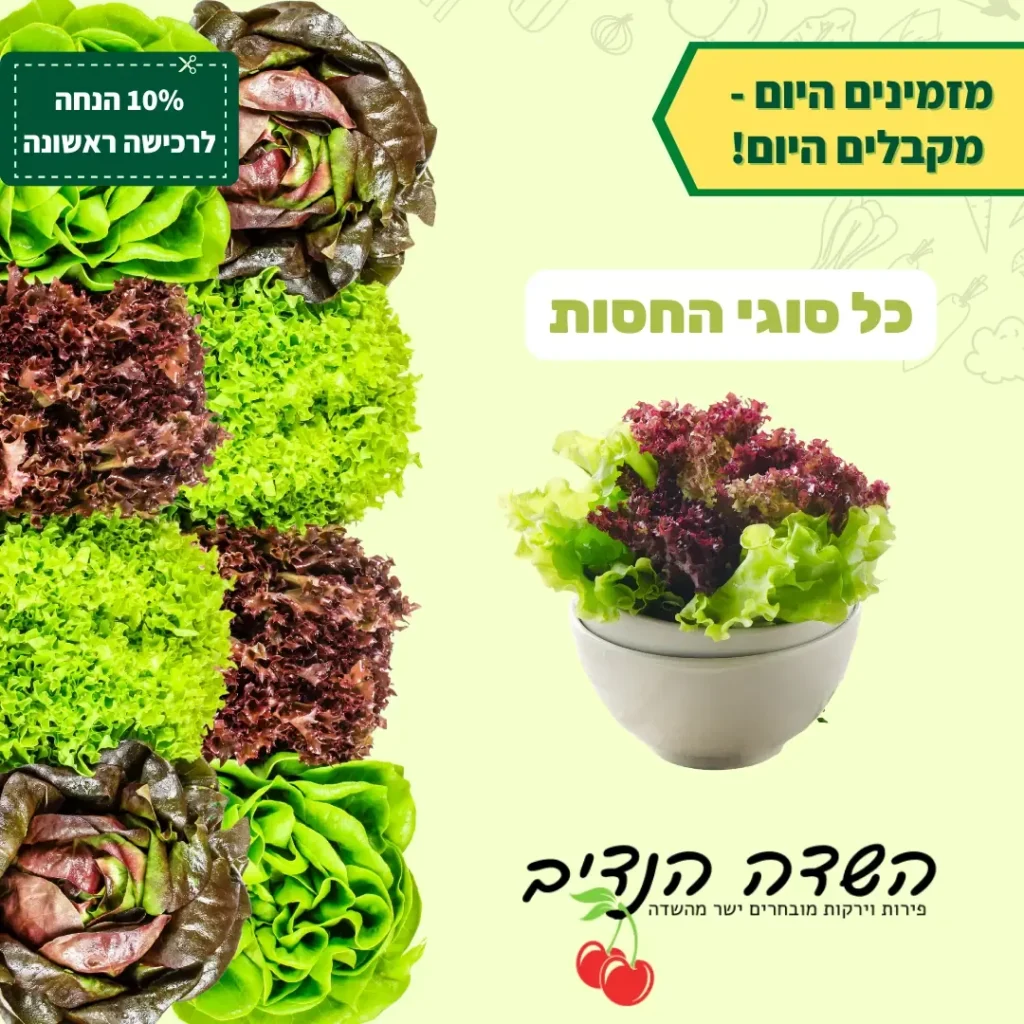 מודעת כל סוגי החסות של השדה הנדיב עם צילום חסה ירוקה וסגולה